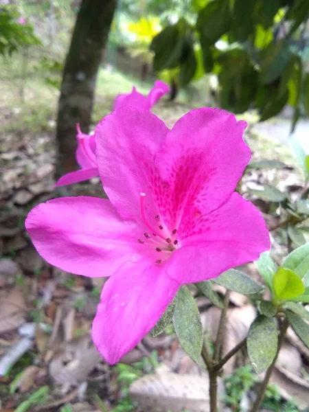 満開の濃いピンクのツツジが屋外庭園を飾りました — ストック写真
