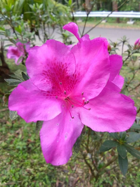 Azalee Rosa Scuro Piena Fioritura Ornavano Giardino Esterno — Foto Stock