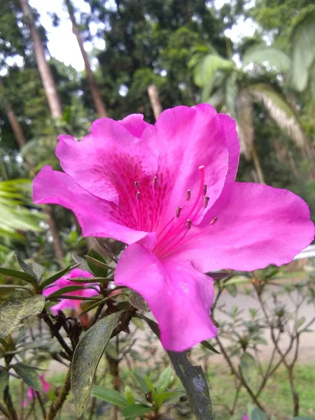 Çiçek Açmış Koyu Pembe Açelyalar Açık Hava Bahçesini Süslerdi — Stok fotoğraf