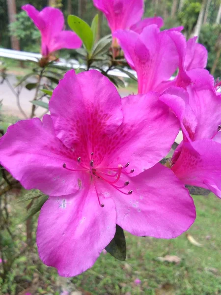 Dark Pink Azaleas Full Bloom Adorned Outdoor Garden — Stock Photo, Image