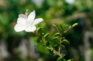Güzel çiçek açan amber çiçekleri & bulanık arkaplan.