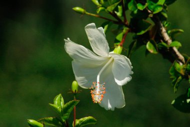 Güzel çiçek açan amber çiçekleri & bulanık arkaplan.