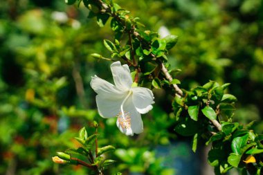 Güzel çiçek açan amber çiçekleri & bulanık arkaplan.