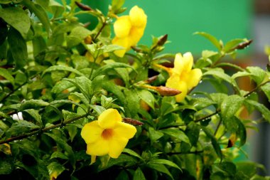 Beautiful Allamanda flowers are blooming in the flower garden. clipart