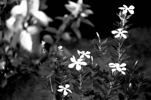 Güzel kataranthus gülleri bahçede çiçek açar..