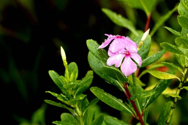 Schöne Blühende Immergrüne Blumen — Stockfoto