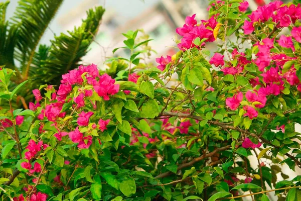 Mooie Bloeiende Groenblijvende Bougainvillea Bloemen — Stockfoto