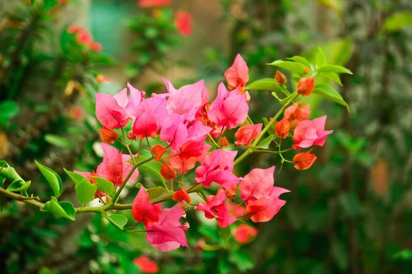Piękne Kwitnące Wiecznie Zielone Kwiaty Bugenwilli — Zdjęcie stockowe