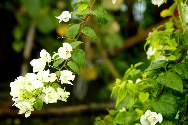 Gyönyörű Virágzó Örökzöld Bougainvillea Virágok — Stock Fotó