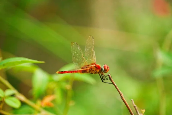 Closeup Macro Dragonfly Branch Nature — Stock Photo, Image