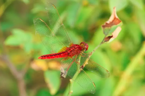 Closeup Macro Libélula Ramo Natureza — Fotografia de Stock