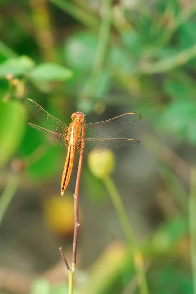 Closeup Macro Dragonfly Branch Nature — Stock Photo, Image