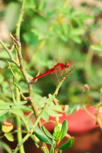 Macro Primo Piano Libellula Ramo Natura — Foto Stock