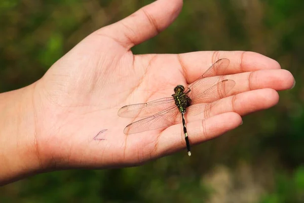 闭塞的巨蜻蜓栖息在自然界的树枝上 — 图库照片