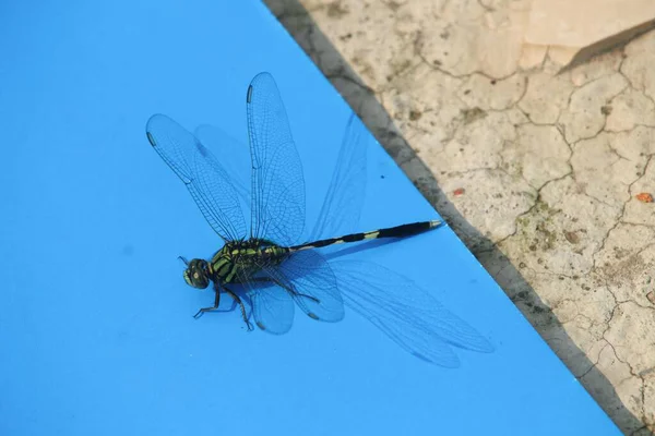 Acercamiento Macro Libélula Rama Naturaleza — Foto de Stock