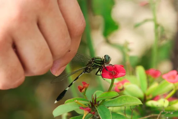 Macro Primo Piano Libellula Ramo Natura — Foto Stock