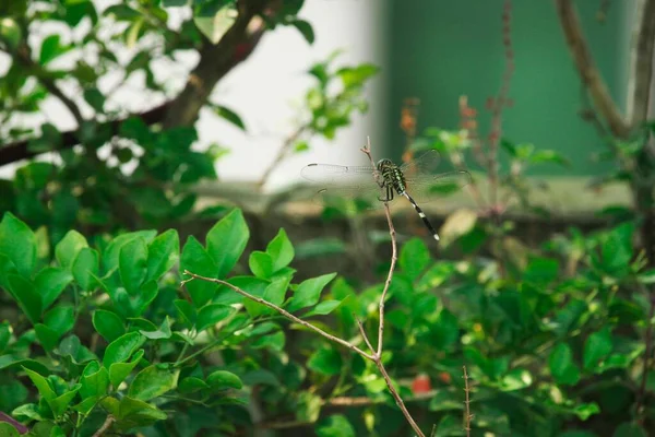 闭塞的巨蜻蜓栖息在自然界的树枝上 — 图库照片