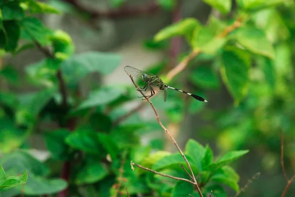 Closeup Macro Dragonfly Branch Nature — Stock Photo, Image