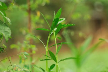 Çiçekli yeşil yapraklar ve bitkiler. yemyeşil desenli bitkiler.