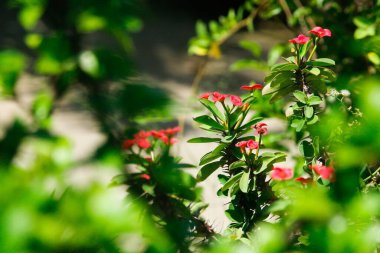 Çiçekli yeşil yapraklar ve bitkiler. yemyeşil desenli bitkiler.