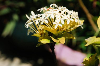 Çiçekli yeşil yapraklar ve bitkiler. yemyeşil desenli bitkiler.