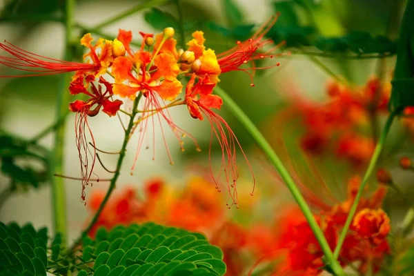 Gröna Blad Med Blommor Växter Växter Med Frodig Grön Färg — Stockfoto