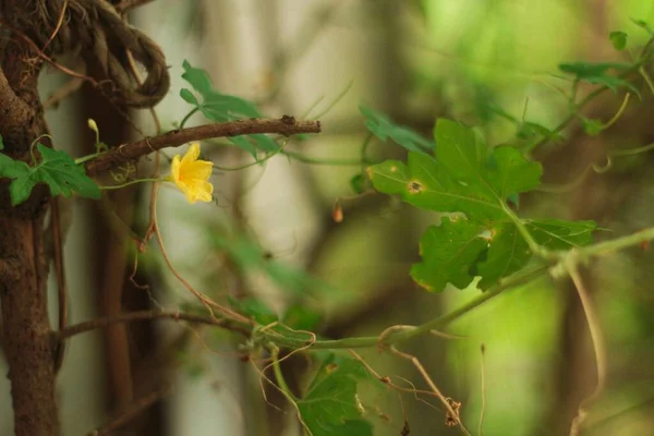 Gröna Blad Med Blommor Växter Växter Med Frodig Grön Färg — Stockfoto