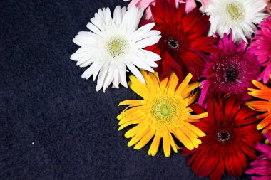 Çiçek kompozisyonu & güzel açan taze gerbera papatyası çiçekleri siyah arkaplanda izole edilmiş.