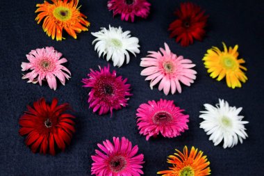 Çiçek kompozisyonu & güzel açan taze gerbera papatyası çiçekleri siyah arkaplanda izole edilmiş.