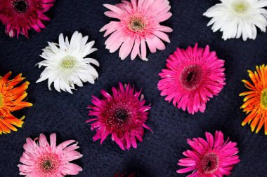 Çiçek kompozisyonu & güzel açan taze gerbera papatyası çiçekleri siyah arkaplanda izole edilmiş.