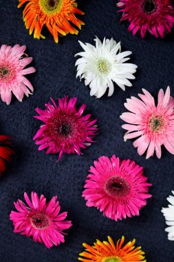 Çiçek kompozisyonu & güzel açan taze gerbera papatyası çiçekleri siyah arkaplanda izole edilmiş.