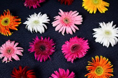 Çiçek kompozisyonu & güzel açan taze gerbera papatyası çiçekleri siyah arkaplanda izole edilmiş.