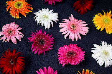 Çiçek kompozisyonu & güzel açan taze gerbera papatyası çiçekleri siyah arkaplanda izole edilmiş.