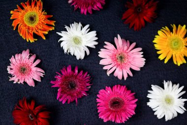 Çiçek kompozisyonu & güzel açan taze gerbera papatyası çiçekleri siyah arkaplanda izole edilmiş.