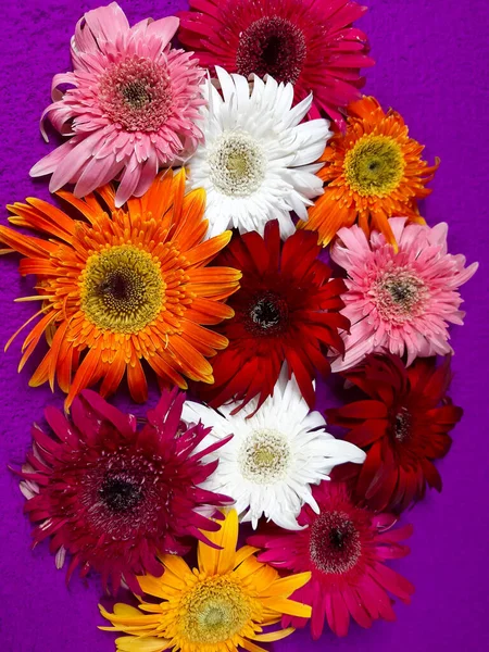 Virág Összetétel Gyönyörű Virágzó Friss Gerbera Százszorszép Virágok Lila Háttér — Stock Fotó