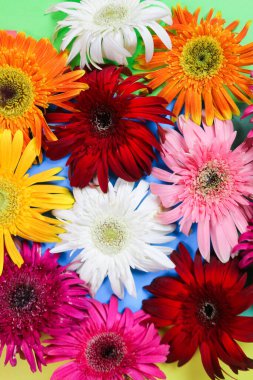 Çiçek kompozisyonu & güzel açan taze gerbera papatya çiçekleri renkli kağıt arkaplanda izole edilmiş.