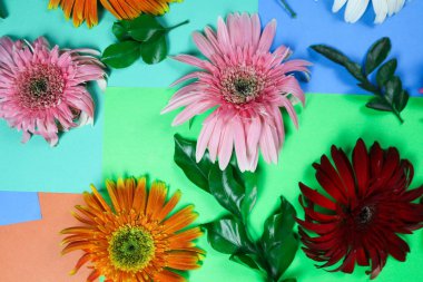 Çiçek kompozisyonu & güzel açan taze gerbera papatya çiçekleri renkli kağıt arkaplanda izole edilmiş.
