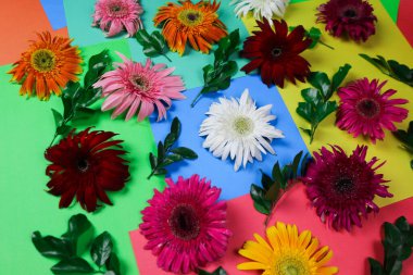 Çiçek kompozisyonu & güzel açan taze gerbera papatya çiçekleri renkli kağıt arkaplanda izole edilmiş.