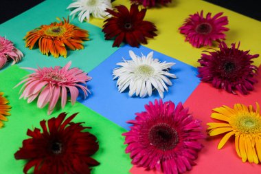 Çiçek kompozisyonu & güzel açan taze gerbera papatya çiçekleri renkli kağıt arkaplanda izole edilmiş.