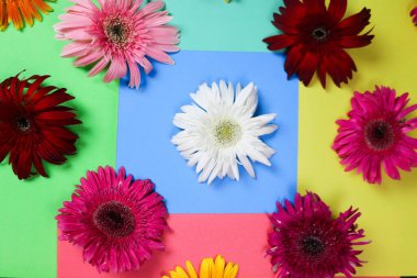 Çiçek kompozisyonu & güzel açan taze gerbera papatya çiçekleri renkli kağıt arkaplanda izole edilmiş.