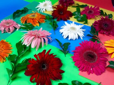 Çiçek kompozisyonu & güzel açan taze gerbera papatya çiçekleri renkli kağıt arkaplanda izole edilmiş.