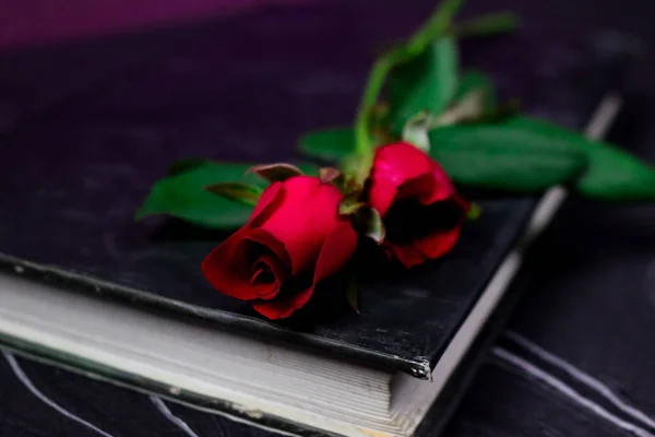 Rosas Frescas Florecientes Rojas Sobre Libro Sobre Fondo Papel Fondo — Foto de Stock