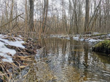      Bahar ormanında bir nehir.