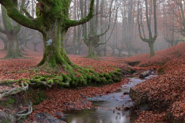 Hotzarreta Kayın Ormanı 'nda sabah sisi. İspanya 'nın kuzeyinde büyülü bir yer.