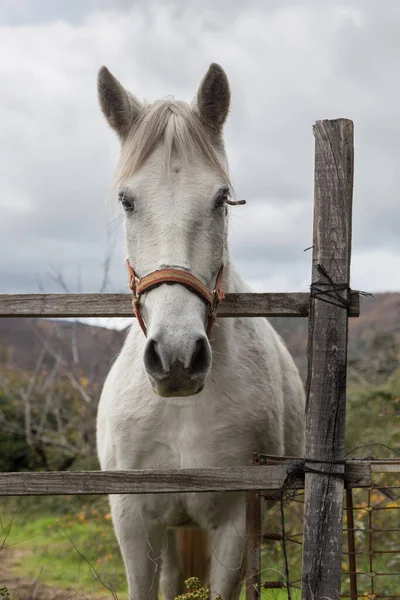 White Horse Staring Fence — Stock Photo, Image