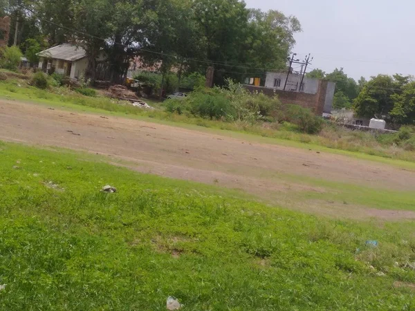 Grasas Verde Después Primera Lluvia Grupo —  Fotos de Stock