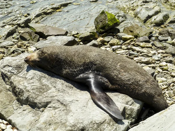 毛皮の封印は岩の上で日光浴です — ストック写真