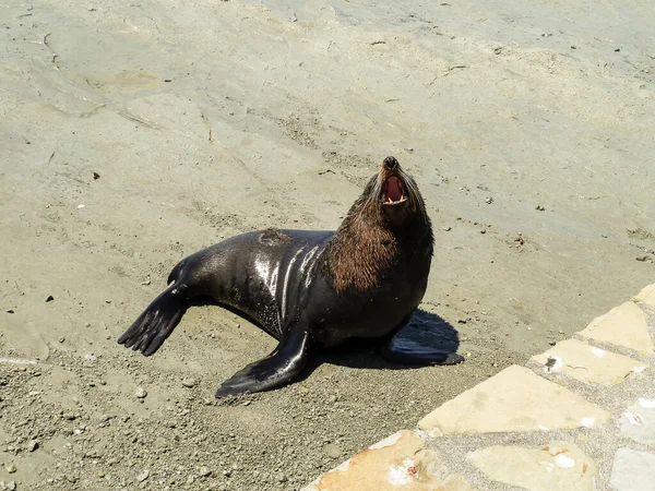 One Fur Seal Beach — Stock Photo, Image