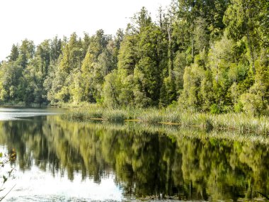 Suyun üzerindeki yeşil ağaçların yansıması