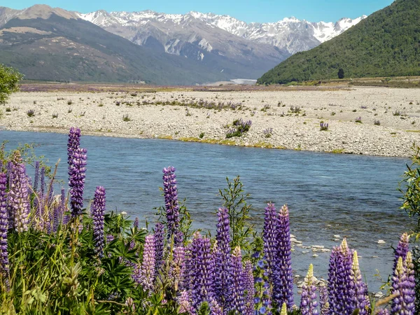 Zand Rivier Met Lupine Voorgrond Berg Achtergrond — Stockfoto